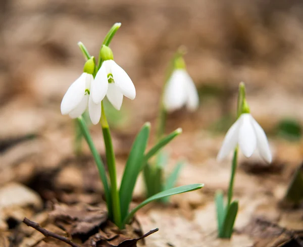 Snowdrop — Stock Photo, Image