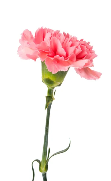 Carnation isolated — Stock Photo, Image