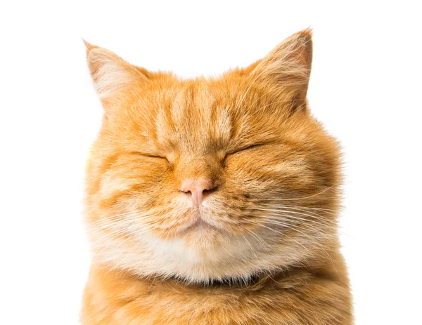 姜猫离体 — 图库照片