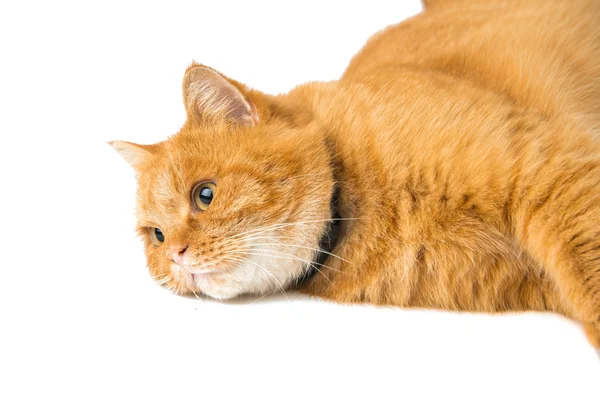 Gato gengibre isolado — Fotografia de Stock