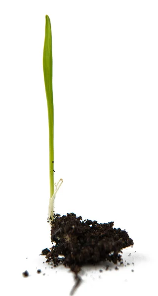 Germ of the wheat — Stock Photo, Image