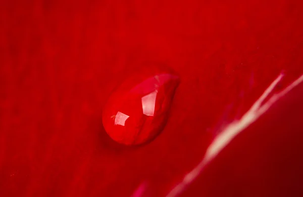 Texture de pétale de rose rouge avec une goutte — Photo
