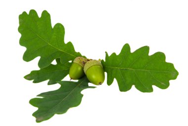 izole meşe palamutları meşe şube
