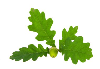 izole meşe palamutları meşe şube