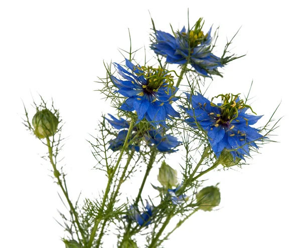 Cornflowers isolated — Stock Photo, Image