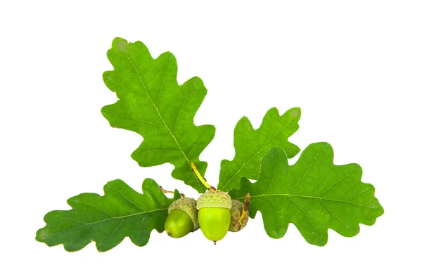 Oak branch with acorns isolated — Stock Photo, Image