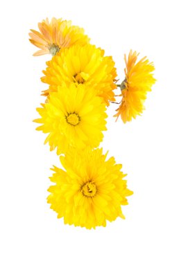 izole sarı krizantem