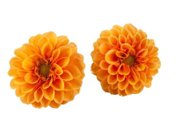 Orange dahlia — Stock Photo, Image