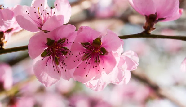 Roze bloemen — Stockfoto