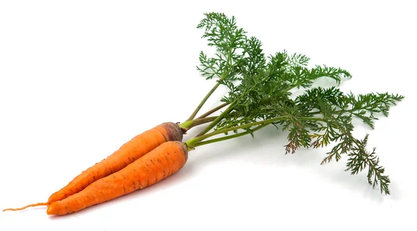 Zanahorias con las hojas — Foto de Stock