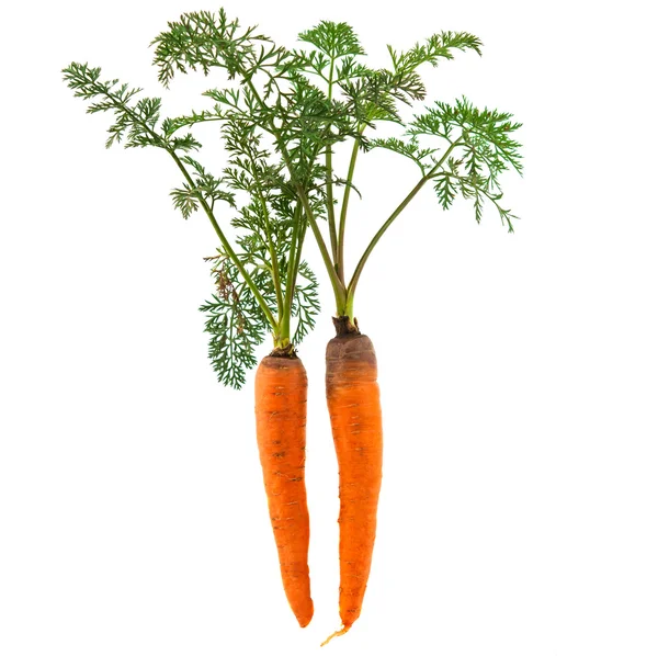 Zanahorias con las hojas — Foto de Stock