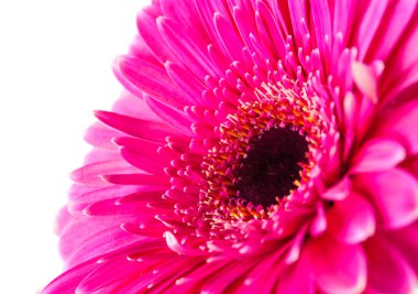Kırmızı gerbera