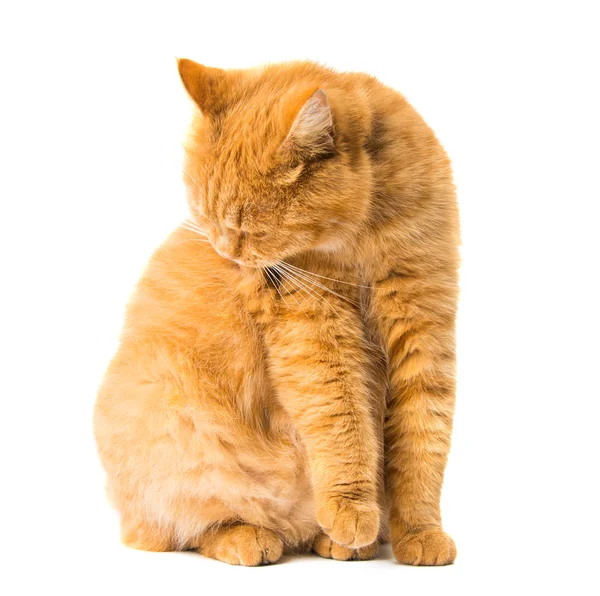 Ginger cat isolated — Stock Photo, Image