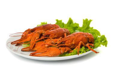 haşlanmış kerevit ve marul