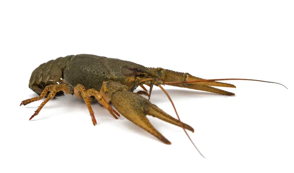 Crayfish isolated — Stock Photo, Image