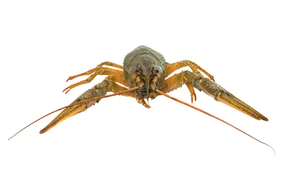 Crayfish isolated — Stock Photo, Image