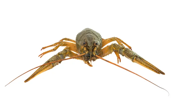 Crayfish isolé — Photo