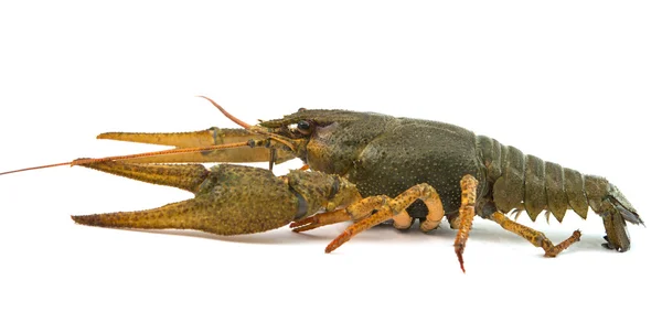 Crayfish isolated — Stock Photo, Image