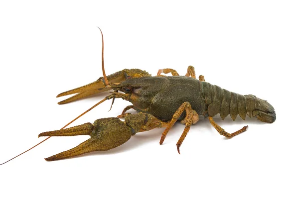 Crayfish isolé — Photo