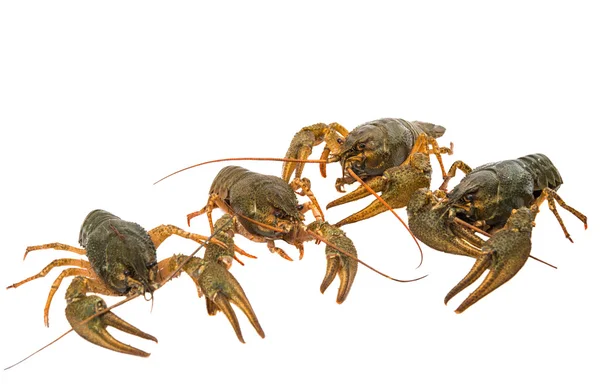 Crayfish isolated — Stock Photo, Image