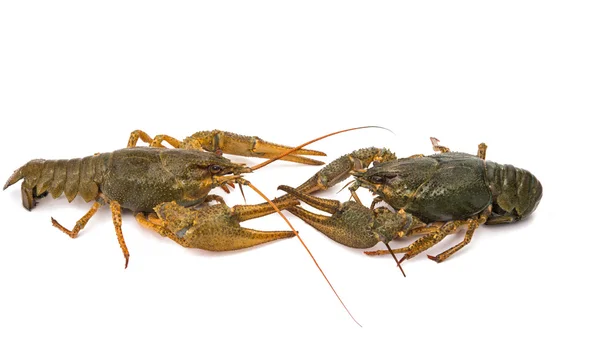 Crayfish terisolasi — Stok Foto