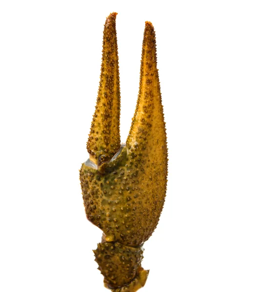 Claw crayfish isolated — Stock Photo, Image