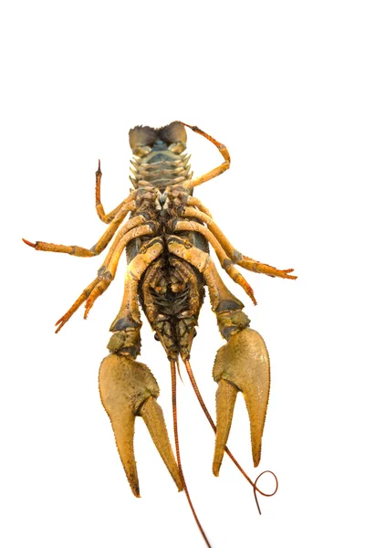 Crayfish terisolasi — Stok Foto