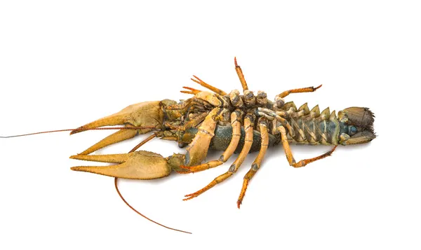 Crayfish isolated — Stock Photo, Image