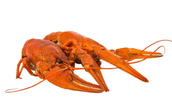 Crayfish — Stock Photo, Image