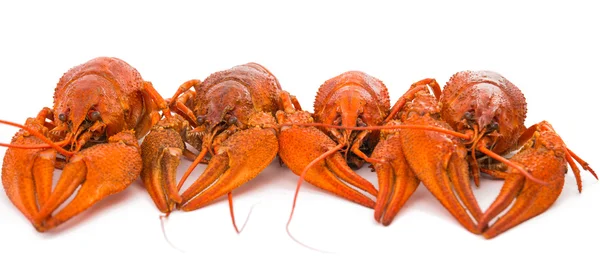 Crayfish isolated — Stock Photo, Image