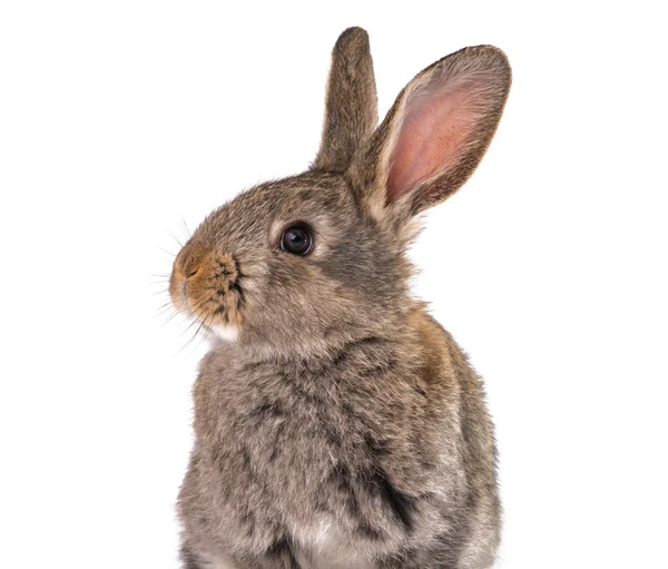 Gri tavşan izole — Stok fotoğraf