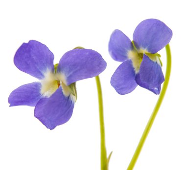 Menekşe çiçeği yalıtılmış