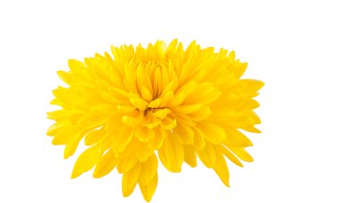 izole sarı krizantem