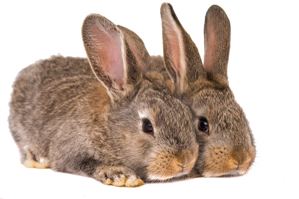 Сірих кролика ізольовані — стокове фото