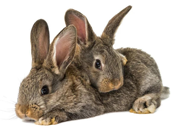Conejo gris aislado —  Fotos de Stock