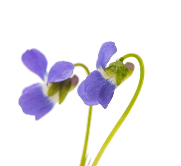 Violet flower isolated — Stock Photo, Image