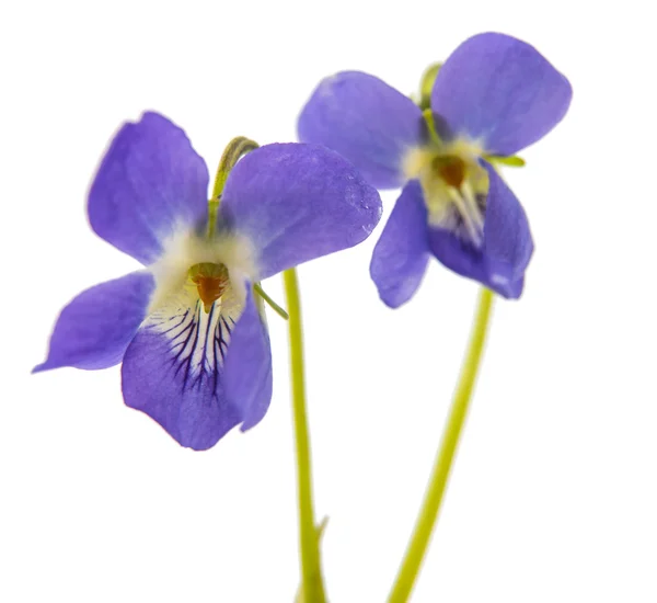Violette bloem geïsoleerd — Stockfoto