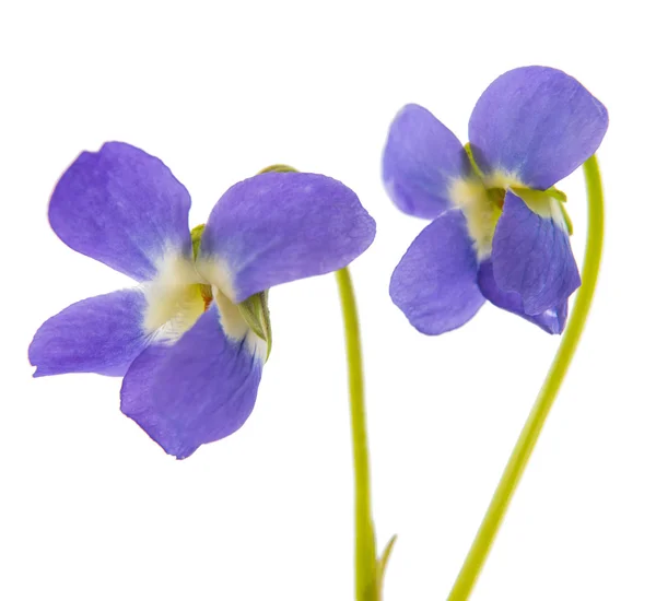 Violet flower isolated — Stock Photo, Image