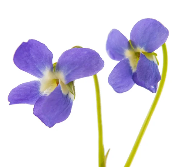 Violett blomma isolerad — Stockfoto