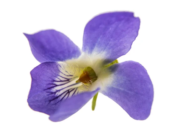 Fialový květ izolován — Stock fotografie