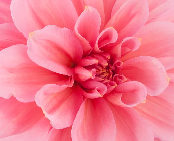 pink of a dahlia closeup