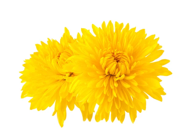 Gele chrysant geïsoleerd — Stockfoto