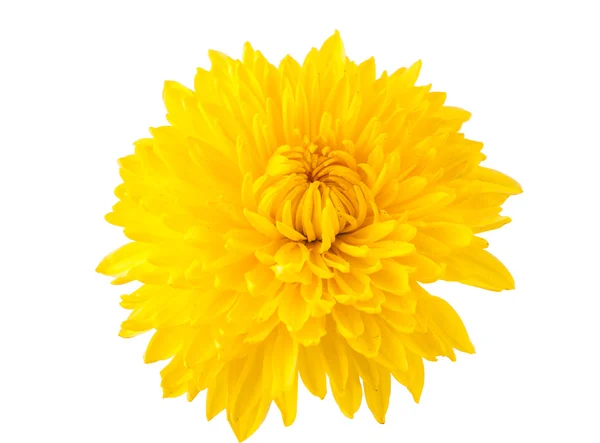 Chrysanthème jaune isolé — Photo