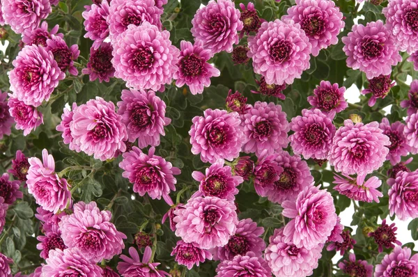 Pink Chrysanthemums — Stock Photo, Image