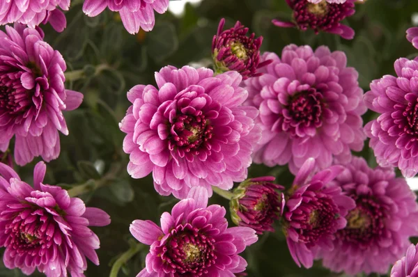 Pink Chrysanthemums — Stock Photo, Image