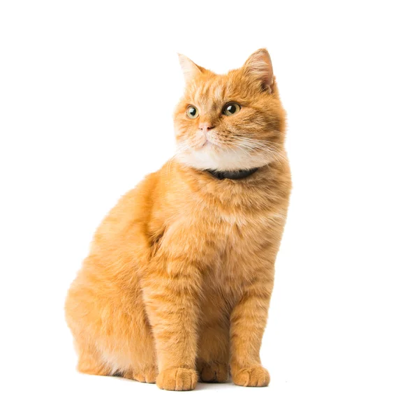 Gember kat geïsoleerd — Stockfoto