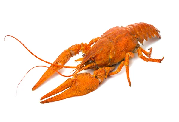 Crayfish — Stock Photo, Image