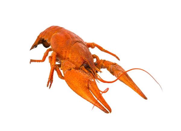 Crayfish — Stock Photo, Image