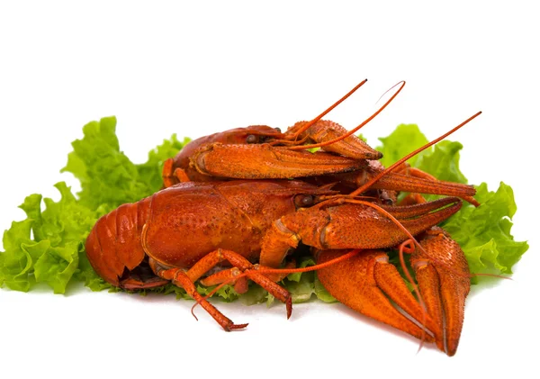 Boiled crawfish and lettuce — Stock Photo, Image