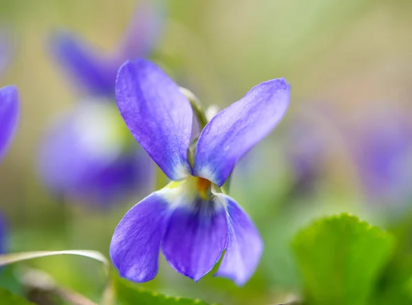 Violer blommor — Stockfoto